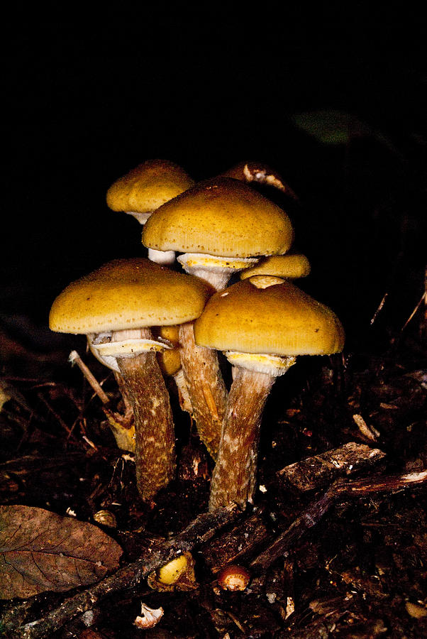 Mushrooms by Night Photograph by Douglas Barnett
