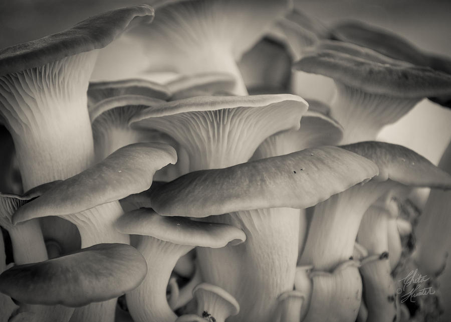 Mushrooms Photograph by Chita Hunter