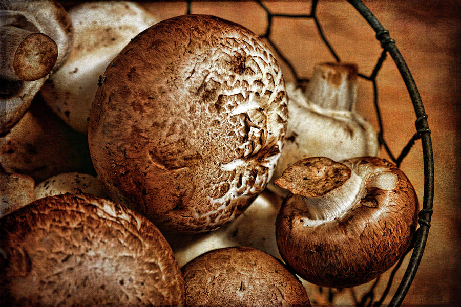 Nature Photograph - Mushrooms by Cindi Ressler