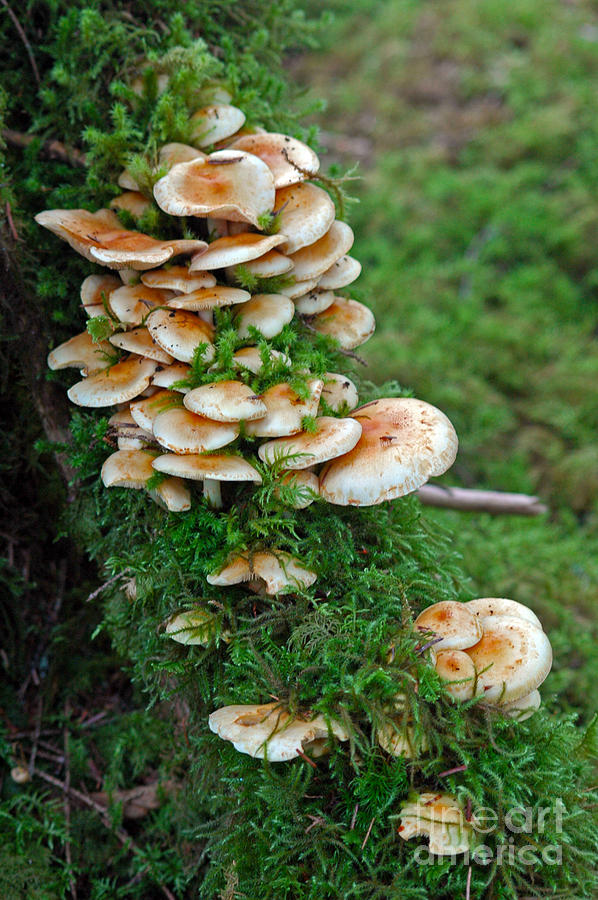 Mushrooms Photograph by Cindy Murphy - NightVisions 