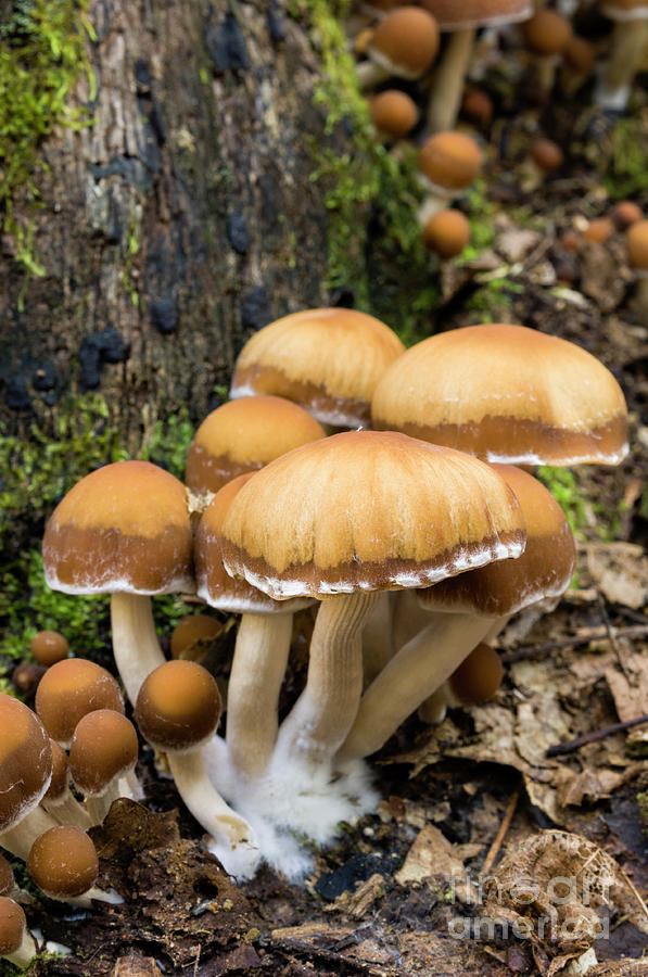 Mushrooms - D009959 Photograph by Daniel Dempster