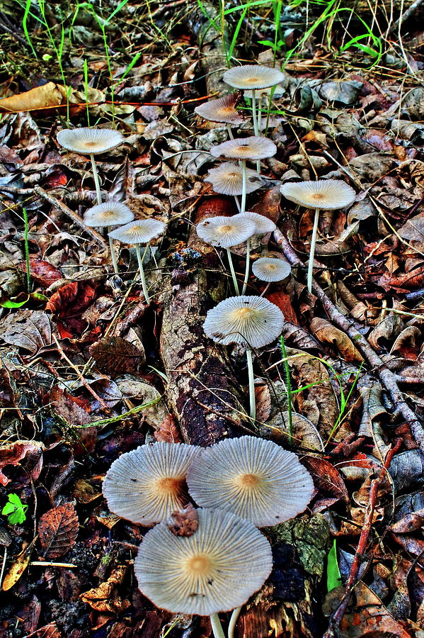 Mushrooms  Photograph by Daniel Koglin