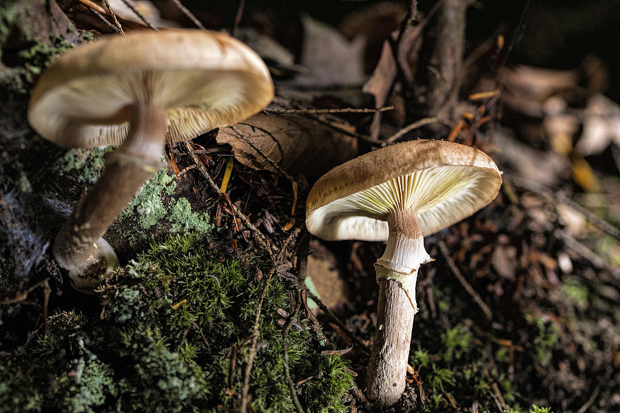 Mushrooms Photograph by Deborah Penland