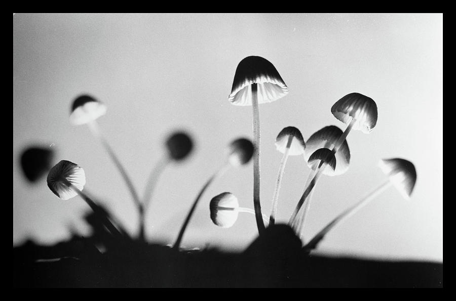 Mushrooms Photograph by Dirk Ercken