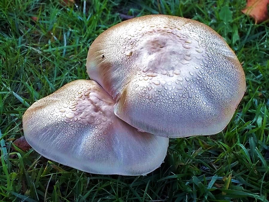 Mushrooms drops Photograph by Roberto Rivera