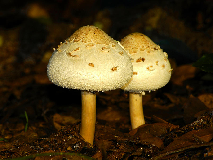 Mushrooms for two Photograph by David Lee Thompson