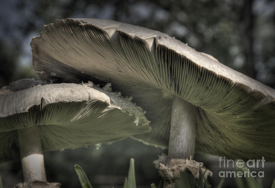 Mushroom Photograph - Mushrooms by Fred Lassmann