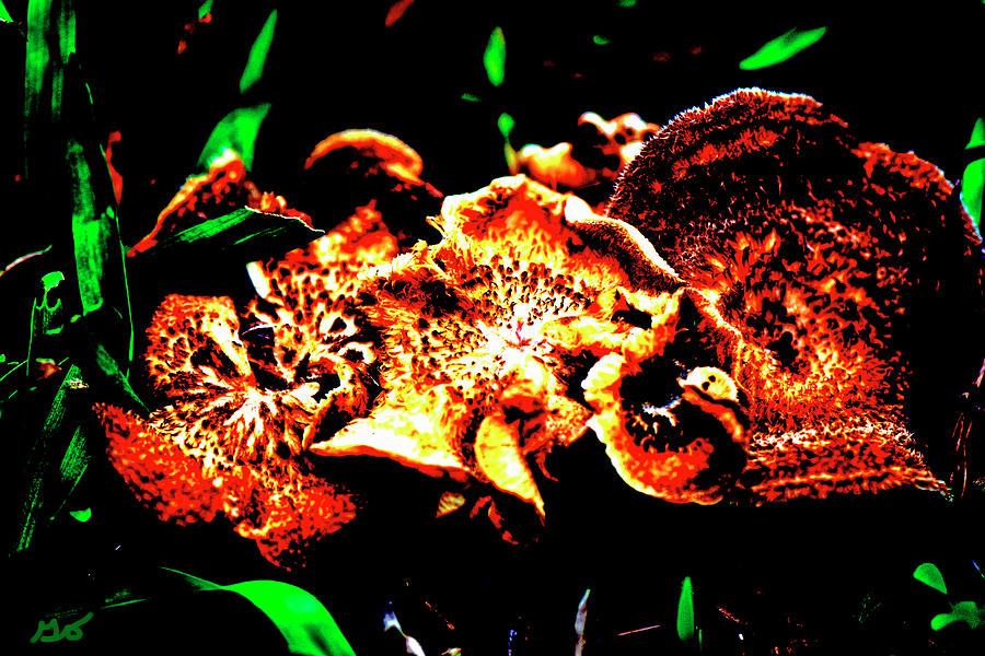 Mushrooms Photograph