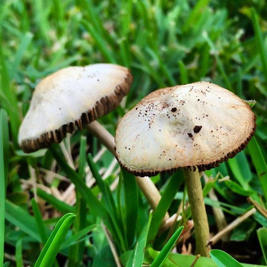 Mushroom Photograph - Mushrooms Grown On Grass by Juan Silva