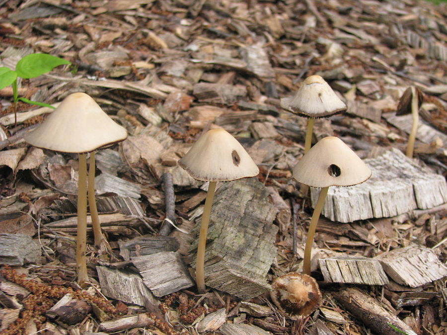 Landscape Photograph - Mushrooms by Hasani Blue