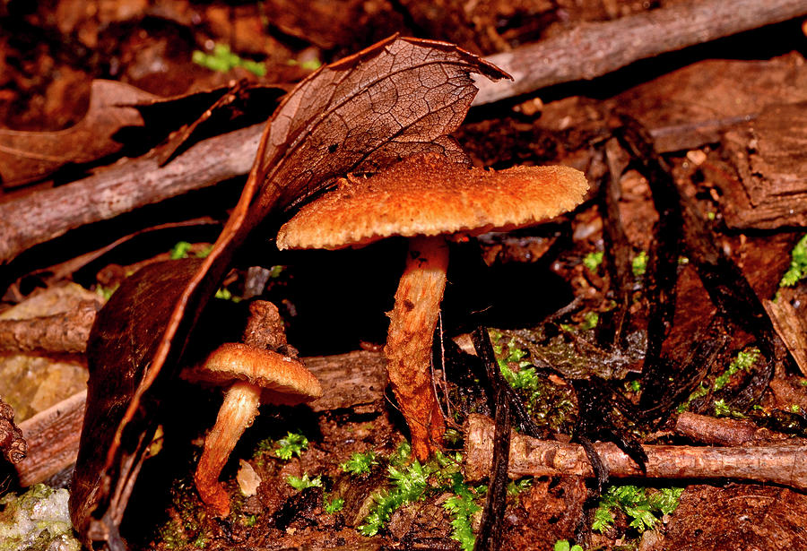 Mushrooms Hiding Under A Leaf 001 Photograph by George Bostian