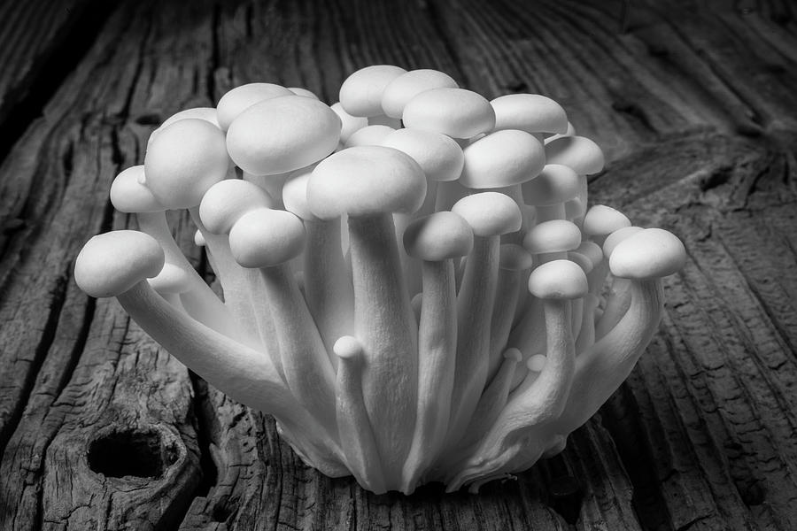 Mushrooms In Black And White Photograph by Garry Gay