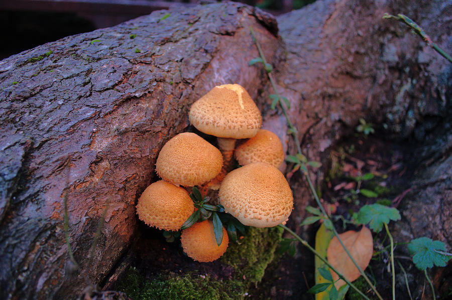 Mushrooms In Fall Photograph by Adrian Wale