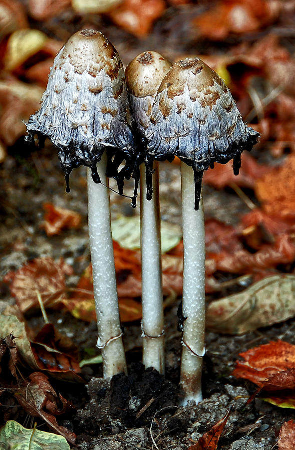 Mushrooms in fall Photograph by Peg Runyan