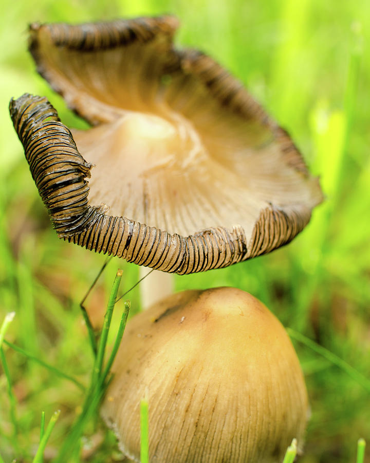 Mushrooms in May Photograph by Miguel Winterpacht