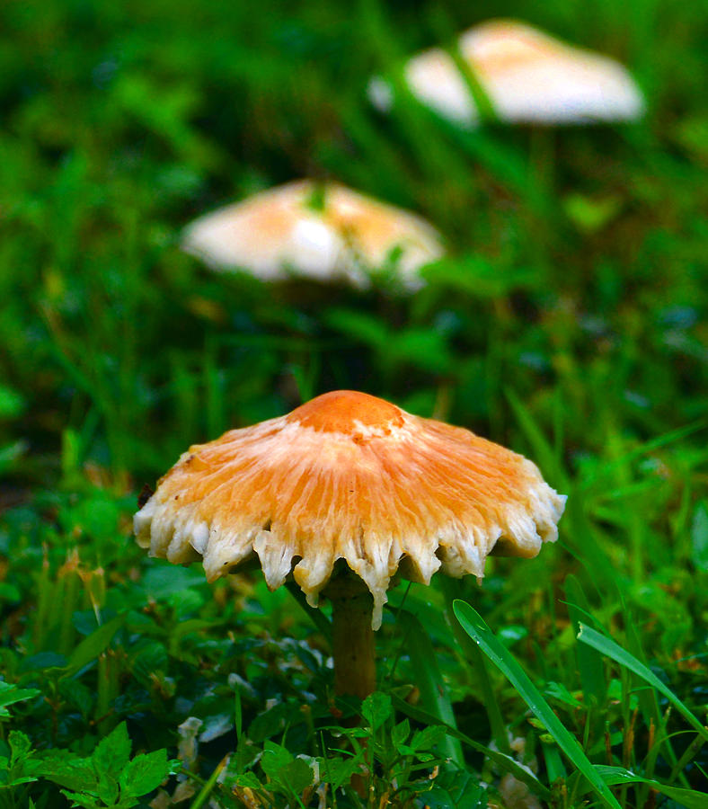 Mushrooms in the field Photograph by David Lee Thompson