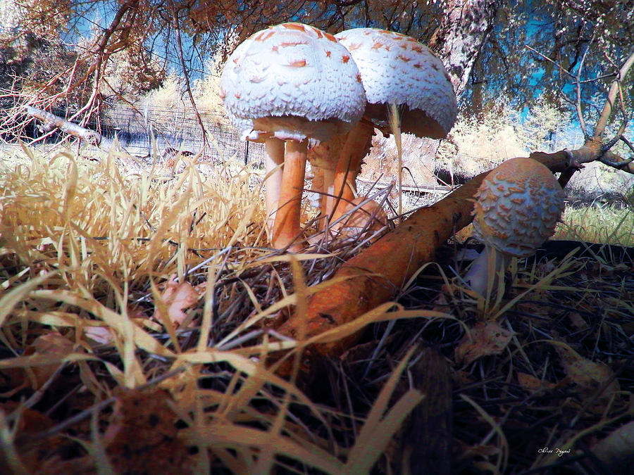 Mushrooms in the Grass Photograph by Chriss Pagani