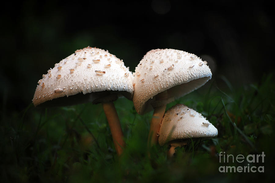Mushrooms In The Morning Photograph