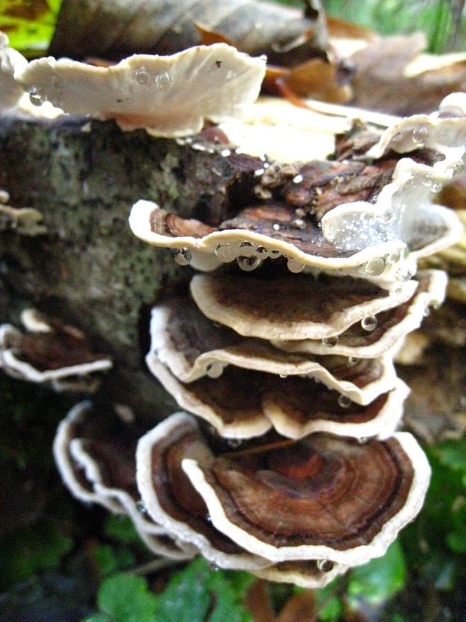 Mushrooms in the Rain Photograph by Michael Lee - Fine Art America