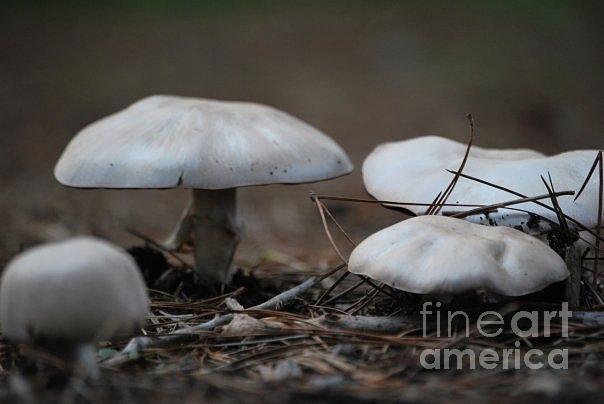 Mushrooms in the Wild Photograph by Lori Leigh