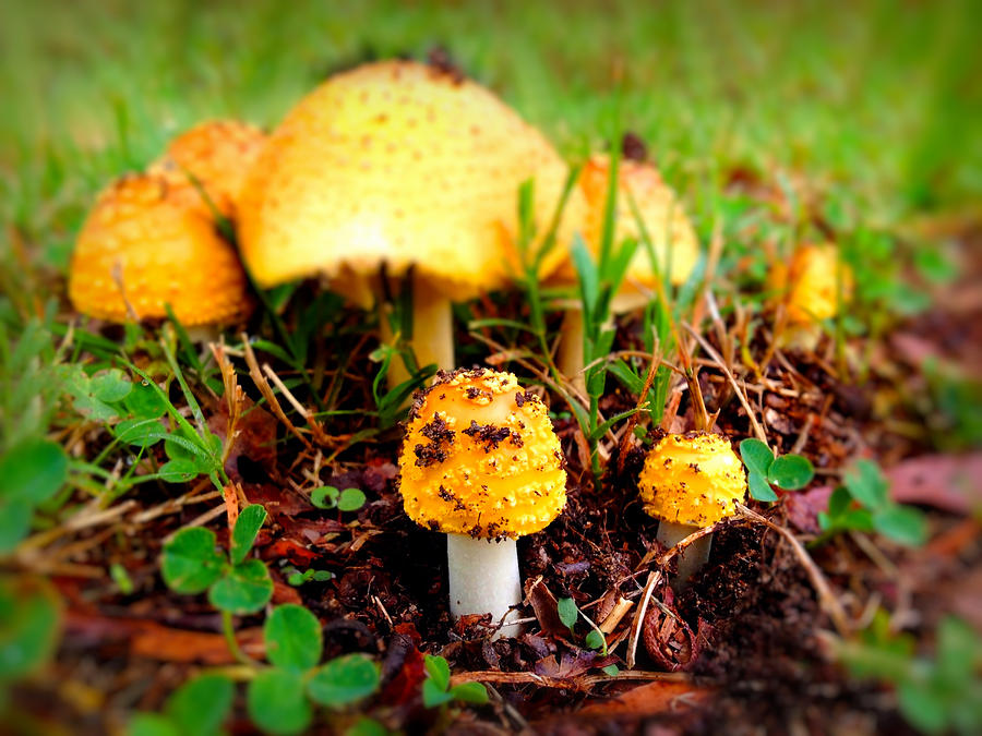 Mushrooms in Wonder Photograph by Morgan Carter
