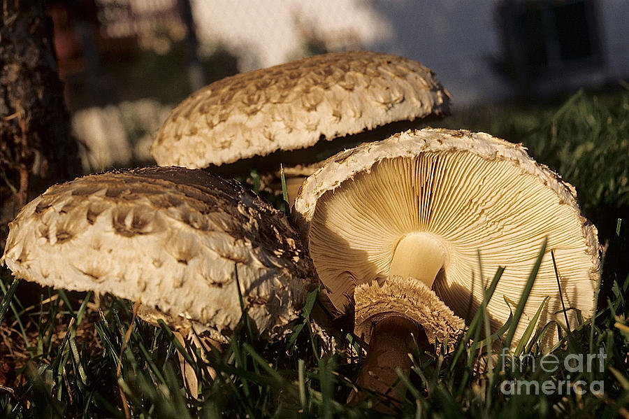 Mushrooms IV Photograph by Sharon Elliott