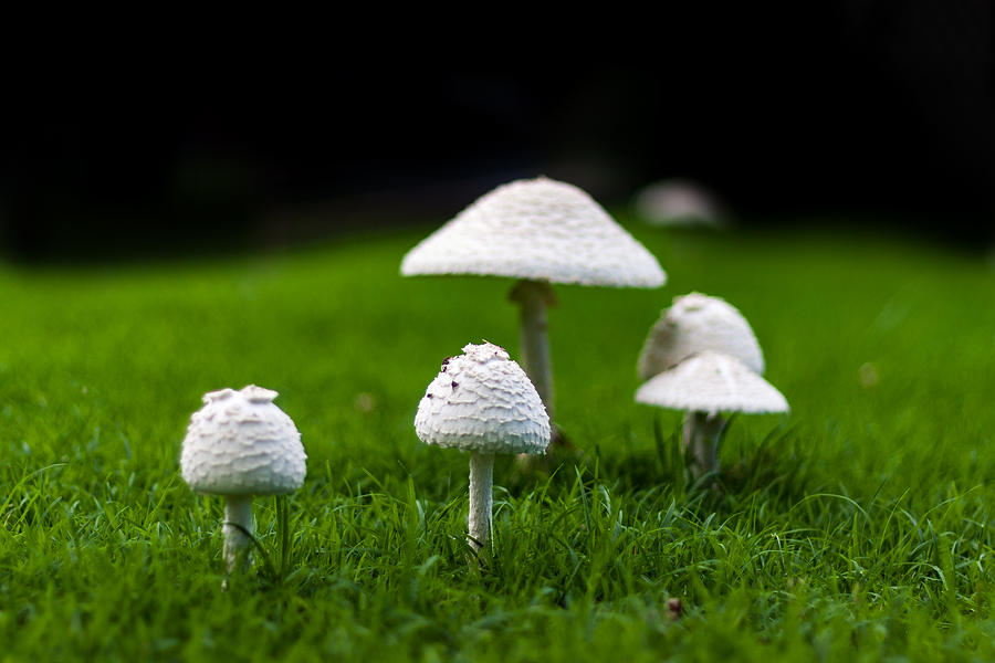 Mushrooms Photograph by Jay Stockhaus