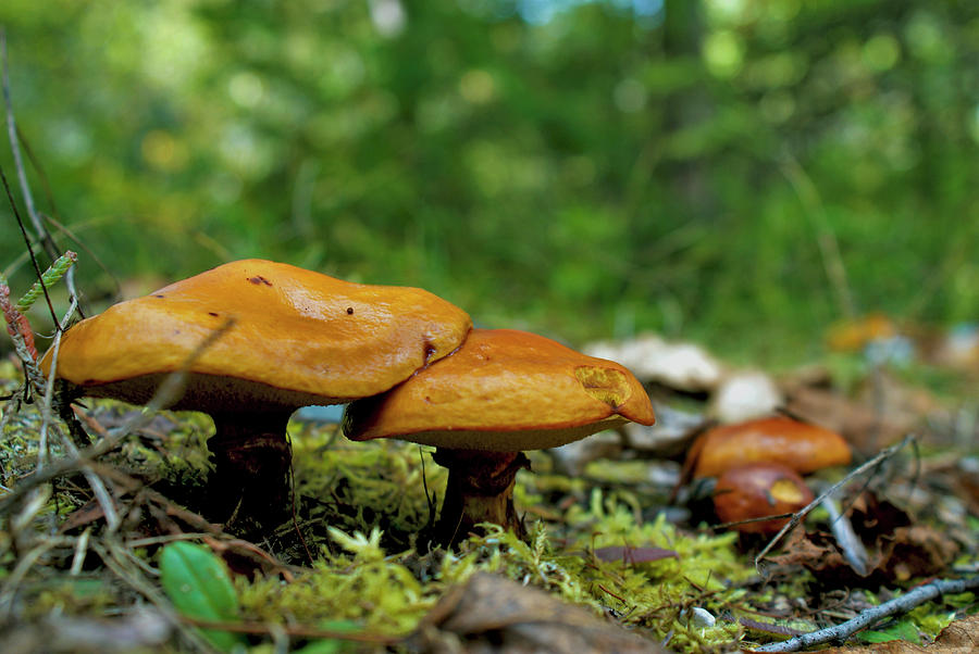 Fall Photograph - Mushrooms by John Turner