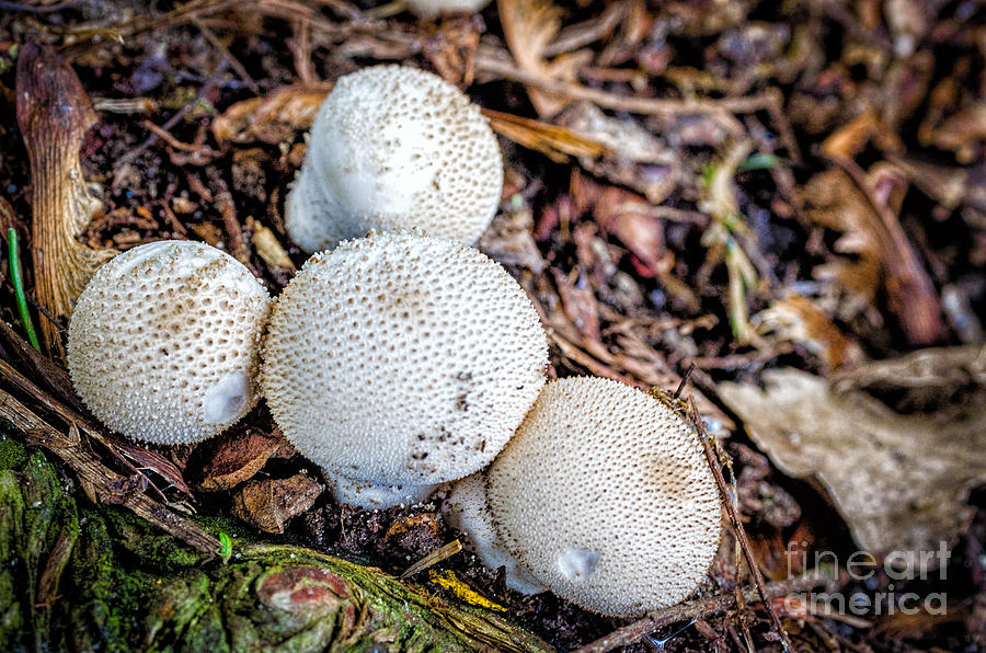 Mushroom Photograph - Mushrooms by Kathleen K Parker