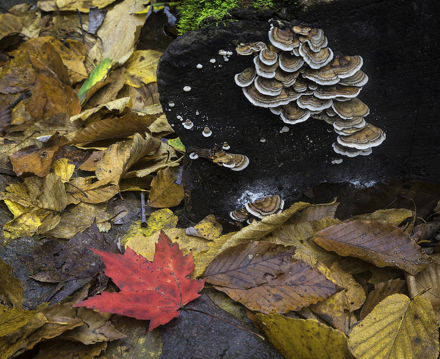 Mushrooms Photograph by Ken Barrett