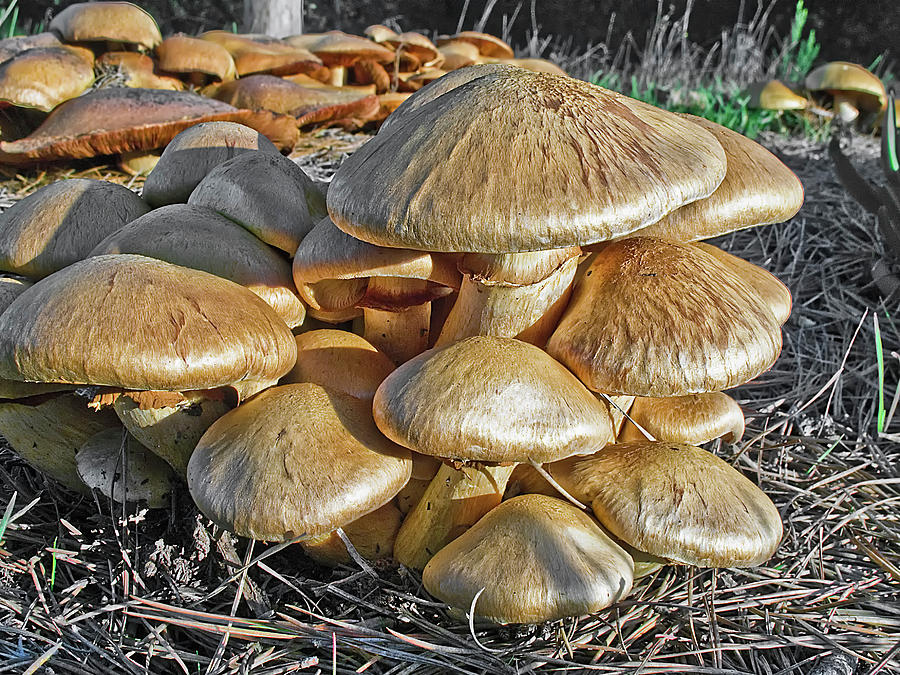Mushroom Photograph - Mushrooms by Lynn Andrews
