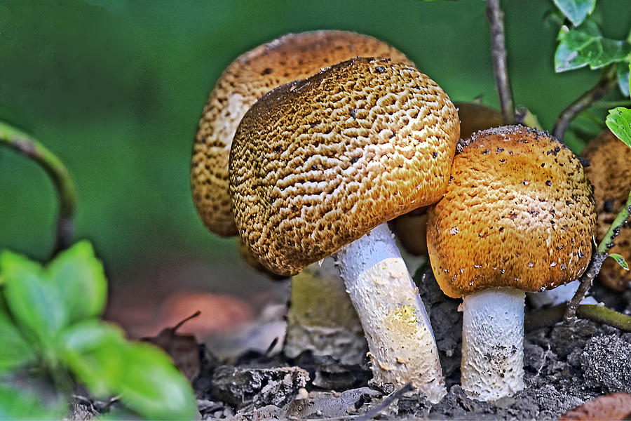 Mushroom Photograph - Mushrooms by Marcia Colelli