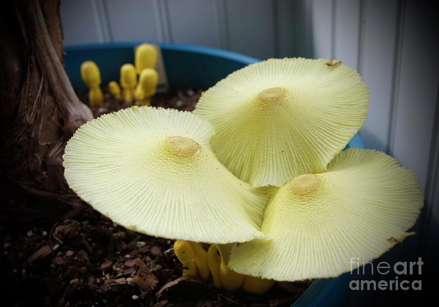 Nature Photograph - Mushrooms by Megan Cohen
