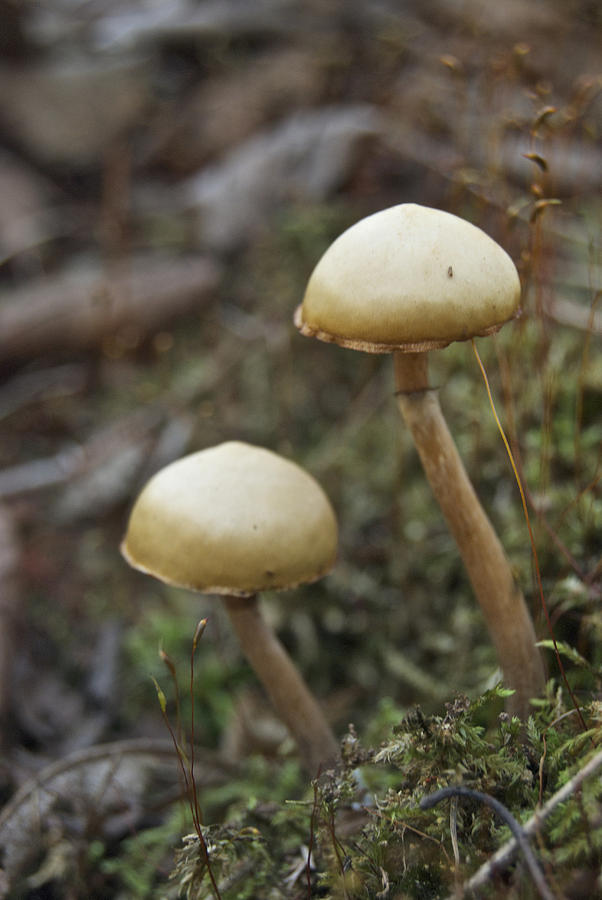 Mushrooms Photograph by Michael Peychich