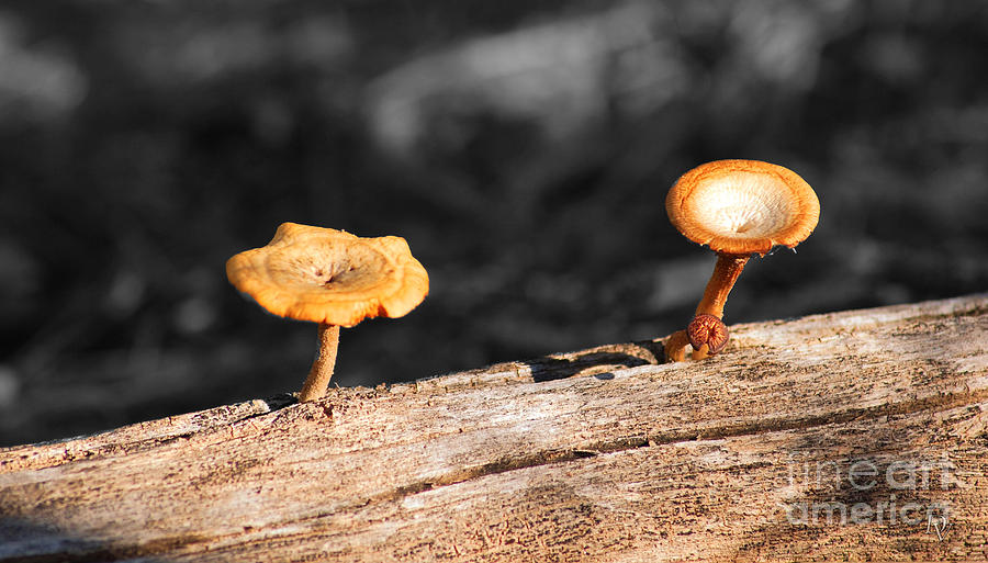 Mushrooms on a Branch Photograph by Donna Greene