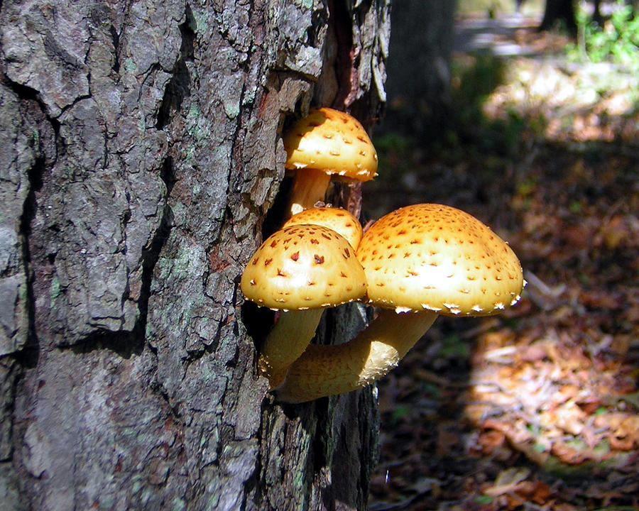 Mushrooms on a Tree Photograph by George Jones