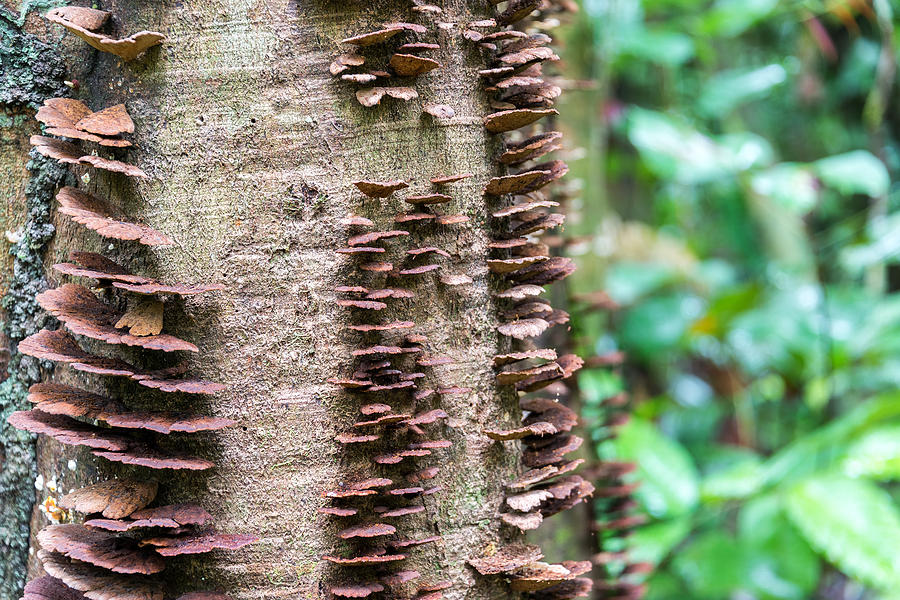 Mushroom Photograph - Mushrooms on a Tree by Jess Kraft