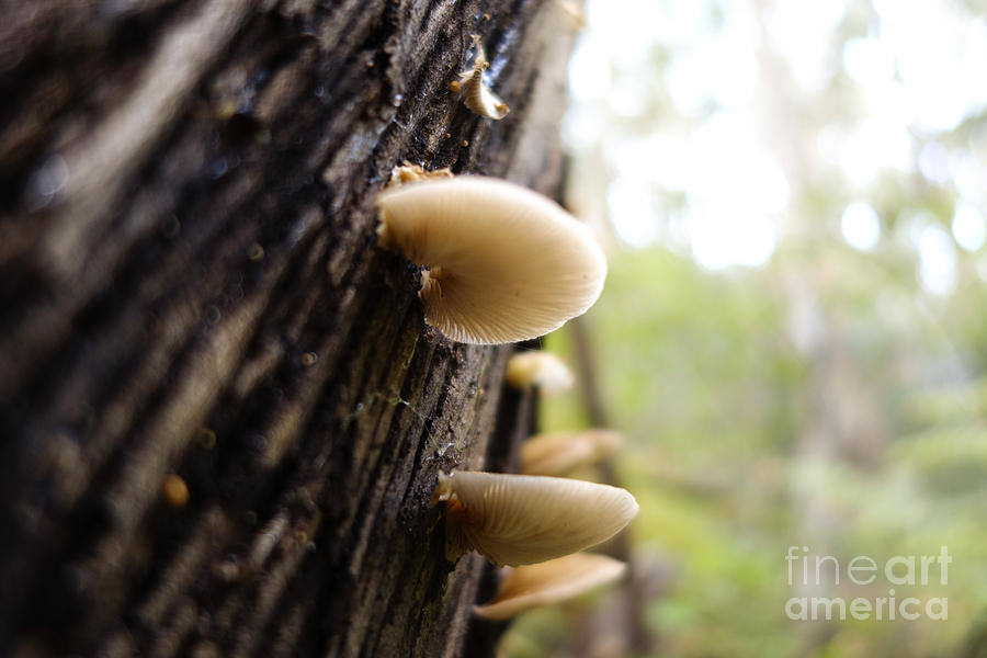 Mushrooms on bark Photograph by Perry Van Munster