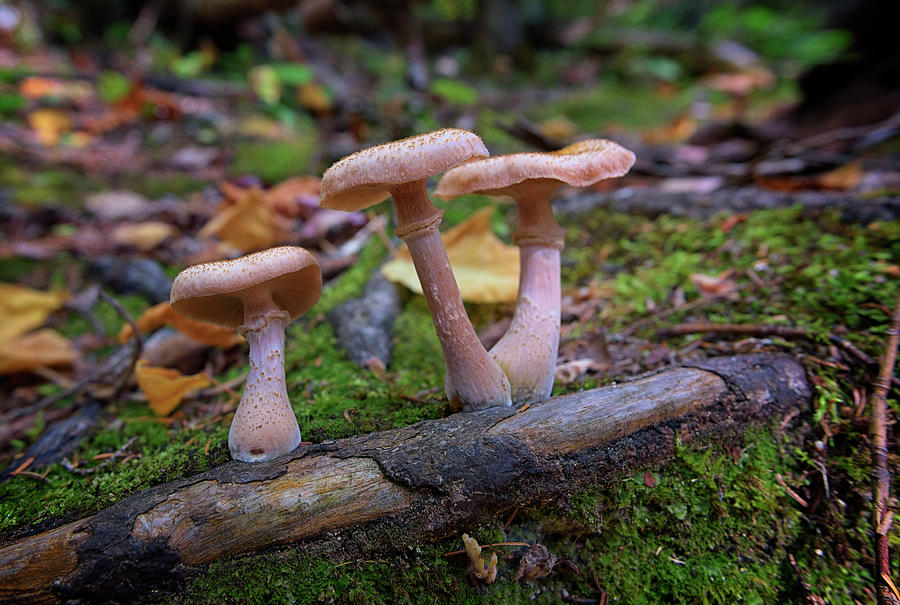 Tree Photograph - Mushrooms on Katahdin by Rick Berk