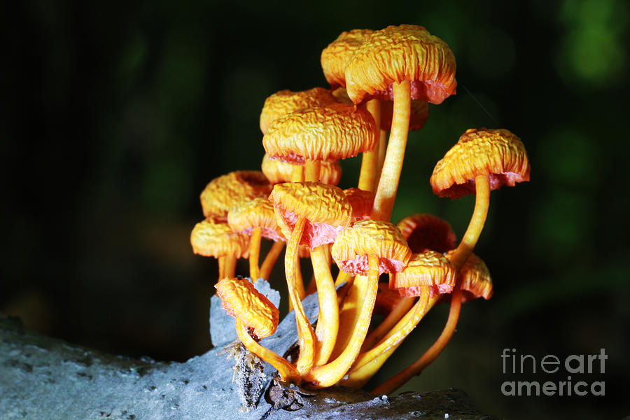 Mushrooms or a Fungus Amongst Us 7 Photograph by David Frederick