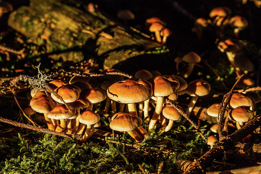 Mushrooms Photograph by Paul MAURICE