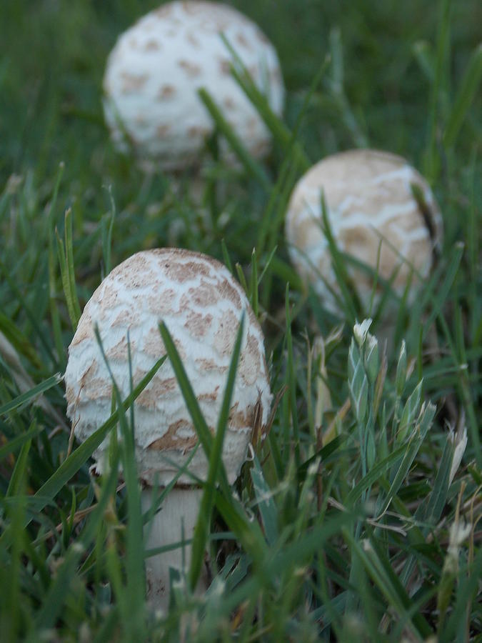 Mushrooms Popping Up Photograph by Virginia White