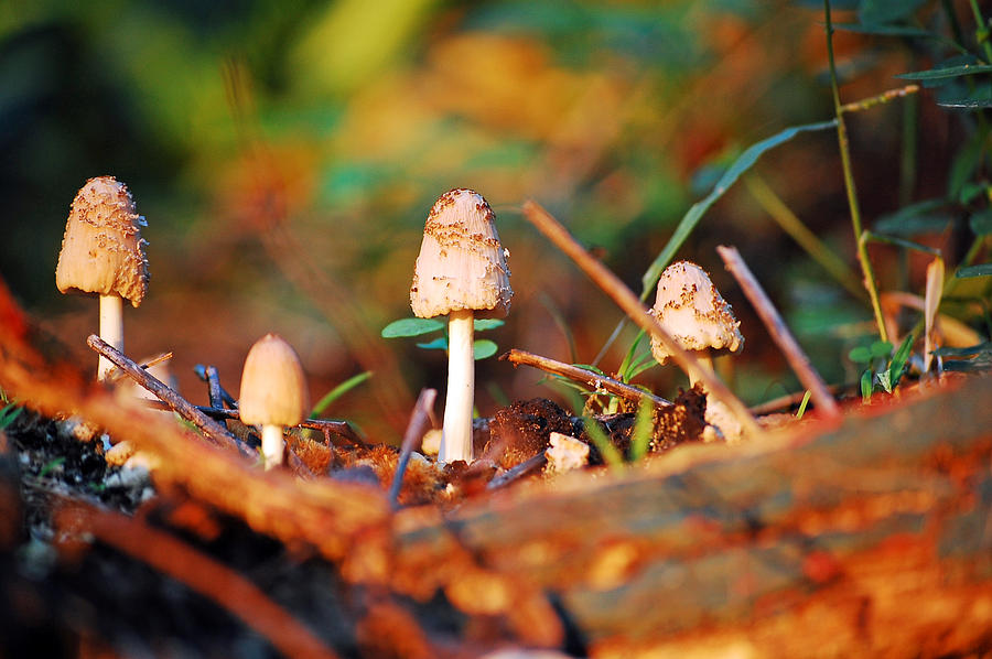 Mushrooms  Photograph by Robert Meanor