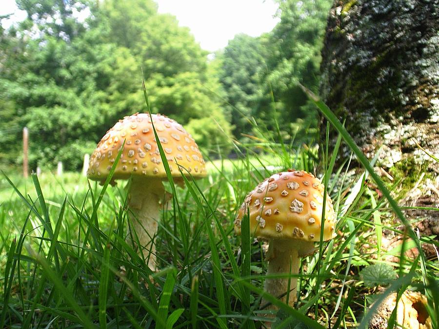 Mushrooms Photograph by Scarlett Royale