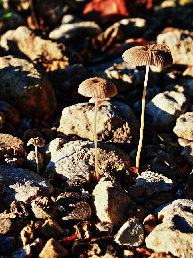 Mushrooms three Photograph by Daniel Koglin