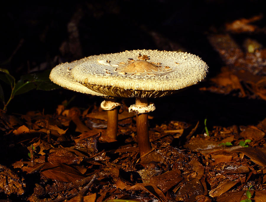 Mushrooms together Photograph by David Lee Thompson