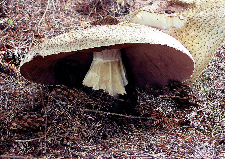 Mushrooms Under Firs Photograph by Shirley Heyn