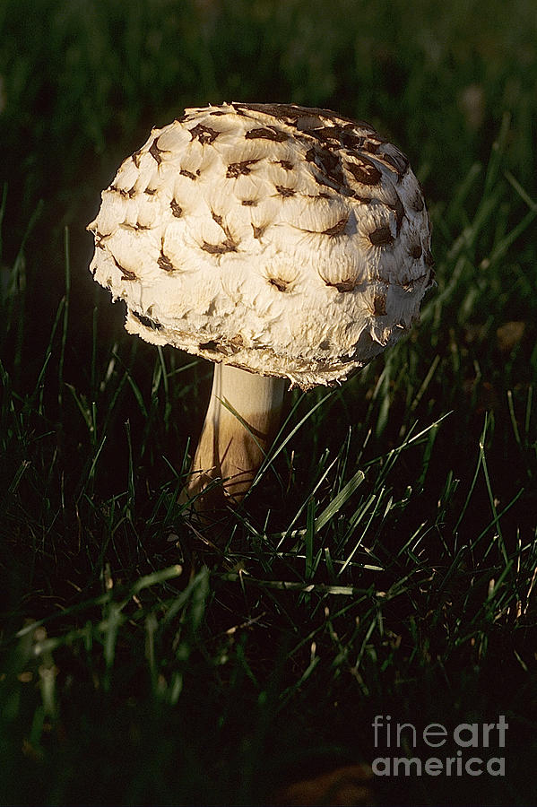 Mushrooms VI Photograph by Sharon Elliott