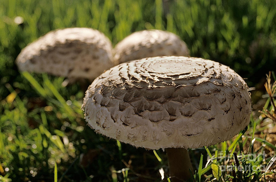 Mushrooms VII Photograph by Sharon Elliott