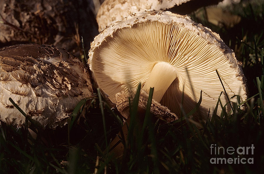 Mushrooms VIII Photograph by Sharon Elliott